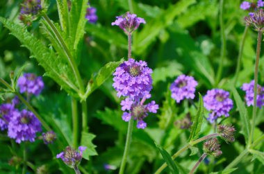 Bahçedeki Arjantin verbena çiçeklerine yakın çekim. Verbena Bonar olarak da bilinir. Verbena Buenos Aires neredeyse bakımsız, herhangi bir bahçe için uygun ve diğer bahçe çiçekleriyle iyi gider..