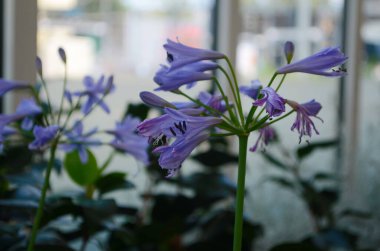 Mavi agapanthus africanus, veya Afrika zambağı