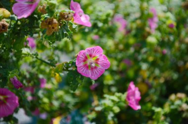 Blooming pink mallow flowers (Malva alcea, cut-leaved mallow, vervain mallow or hollyhock mallow) in summer garden clipart