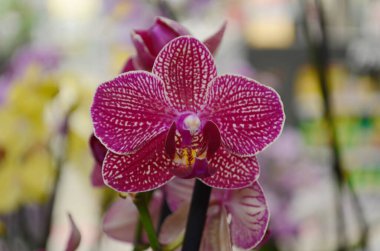 phalaenopsis orchid flower on bokeh of green leaves background. Beautiful close-up of Phalaenopsis known as Moth Orchid or Phal. Nature concept for design. Place for your text. Selective focus. clipart