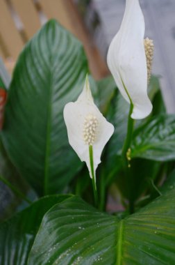 Spatthiphyllum kochii çiçeğinin güzel manzarası