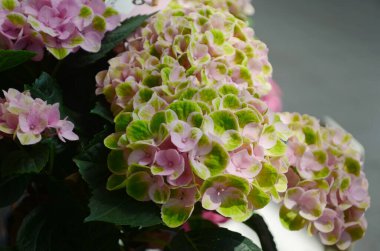 Hydrangea macrophylla. Green hydrangea flower blossom in morning garden and green background. Closeup of green Hydrangea are blooming in spring and summer at a garden. Pink hydrangea spring flower. clipart