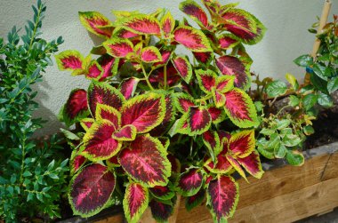 decorative nettle leaves green and pink. leaves of a colourful hybrid coleus plant clipart