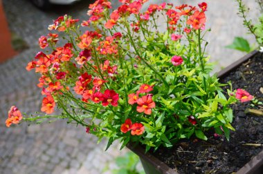 Blood Orange Nemesia in full bloom close up clipart