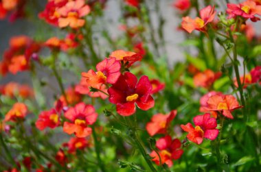Kan Turuncu Nemesia 'sı tam çiçeklenme halinde.