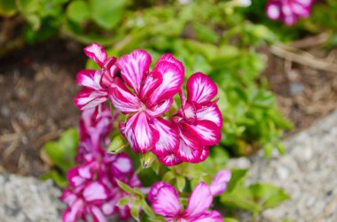 Pelargonium crispum 