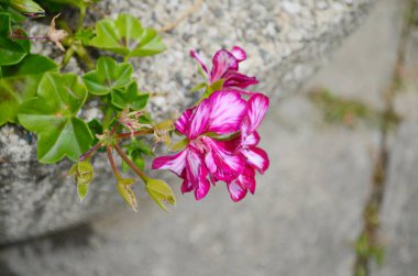 Pelargonium crispum 