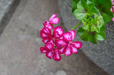 Pelargonium crispum 