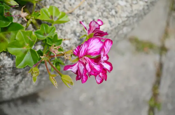 Pelargonium crispum 