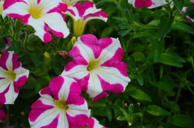 Sıcak pembe bahçe petunyasının tam çerçevesi, gül yıldızı çiçeği neredeyse çiçek açmış, seçici odaklı sarı bir merkezin etrafında açılıyor..