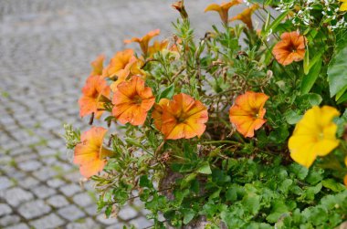 Orange little petunia - perfect for garden. clipart