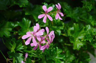 Pelargonium inquinans flowering plant in full bloom. The plant is a tall, shrub-like geranium with dark purple leaves and bright pink flowers. The flowers are clustered together in a head clipart