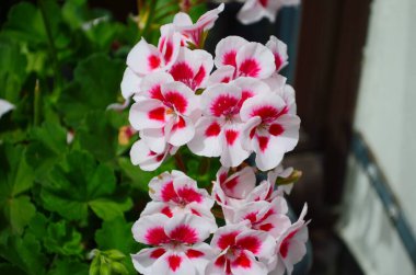 Pelargonium Engizisyonları çiçek açan bitkiler. Bitki, koyu mor yaprakları ve parlak pembe çiçekleri olan uzun, çalıya benzeyen bir sardunyadır. Çiçekler bir arada toplanmış.