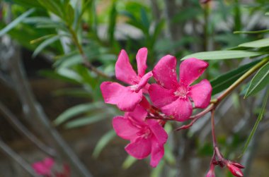 Bahçedeki yeşil yaprakların üzerinde çiçek açan yabani otlar genellikle evin önüne ekilen süs çiçekleridir çünkü gövde çok yüksek değildir.,