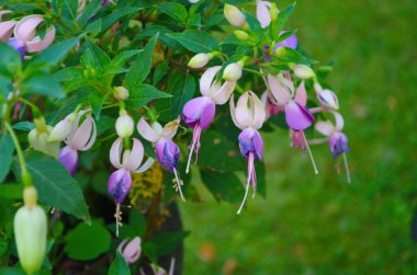 Selective focus of Fuchsia magellanica, White pink flower in the garden, Hummingbird fuchsia or hardy fuchsia is a species of flowering plant in the family Evening Primrose family, Floral background. clipart