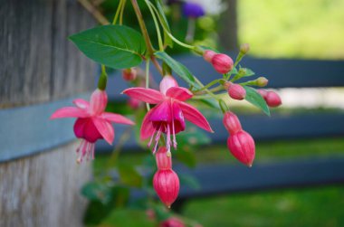 Selective focus of Fuchsia magellanica, White pink flower in the garden, Hummingbird fuchsia or hardy fuchsia is a species of flowering plant in the family Evening Primrose family, Floral background. clipart