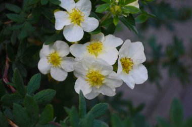 Bahçedeki beyaz şakayık çiçekleri. Japonya sonbaharı Anemone Honorine Jobert beyaz çiçek bitkisi, makroyu kapatın. Rüzgâr çiçeği, Japon şakayığı ya da ortasında sarı bir yüksük çiçeği.