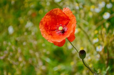 Red poppies in a poppies field. Remembrance or armistice day. clipart