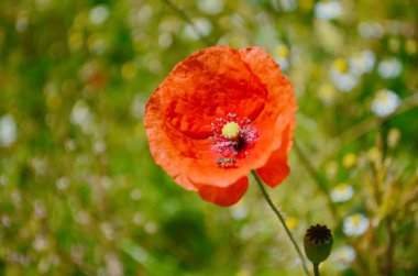 Haşhaş tarlasında kırmızı haşhaş. Anma ya da ateşkes günü.