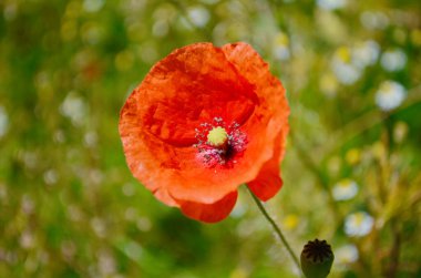 Haşhaş tarlasında kırmızı haşhaş. Anma ya da ateşkes günü.