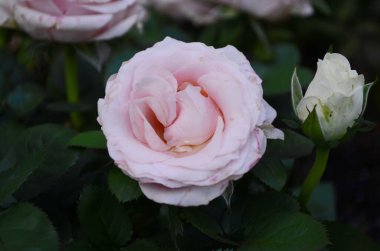 Açık Mor Gül Çalılığı Çiçek Yakından