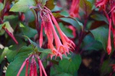 Hanımeli Fuchsia 'nın kırmızı çiçekleri, aynı zamanda Firecracker Fuchsia, Fuchsia Thalia Fuchsia triphylla olarak da bilinir.