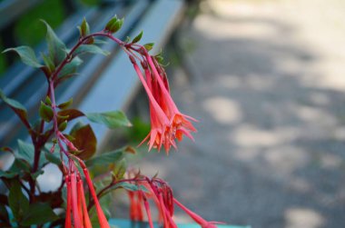 Red flowers of Honeysuckle Fuchsia, also called Firecracker Fuchsia, Fuchsia Thalia Fuchsia triphylla blossoming in Autumn in Austria, Europe clipart