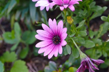 İsveç. Dimorphotheca ecklonis (ayrıca Cape Marguerite olarak da bilinir), Van Stadens nehir papatyası, Pazar nehir papatyası, ya da kadife yıldızıdır..