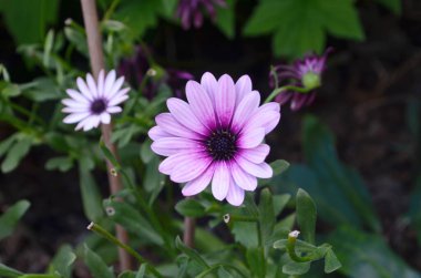 İsveç. Dimorphotheca ecklonis (ayrıca Cape Marguerite olarak da bilinir), Van Stadens nehir papatyası, Pazar nehir papatyası, ya da kadife yıldızıdır..