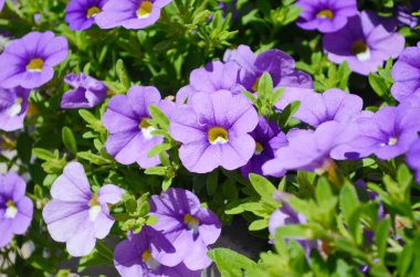 Kalibrakhoa parviflora deniz kenarı petunya yıldız ışığı çiçek açmış mavi çiçekler, parlak renkler çiçek açan süs çiçekleri milyon çanlık saksı bitkileri.