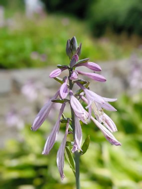 Çiçek tarhında leylak rengi çiçekler. Hosta plantaginea ya da plantain zambakları bahçe gölgesi sever Asparagaceae ailesi, Agavoideae alt familyası