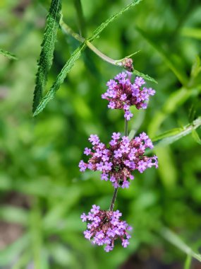 Verbena bonariensis çiçekleri güneşli bir günde, bahçe çiçekleri