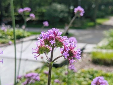 Verbena bonariensis çiçekleri güneşli bir günde, bahçe çiçekleri