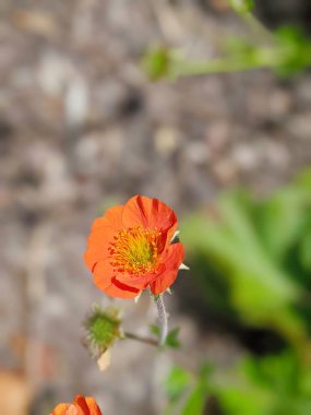 Geum quellyon blooms in the garden in spring close up clipart