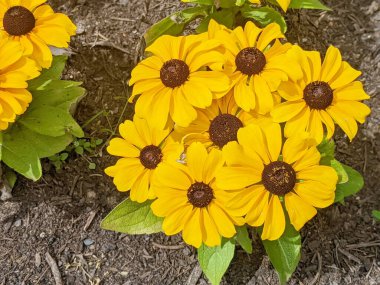 Bahçedeki Rudbeckia Hiro çiçekleri ya da siyah gözlü Susanlar..