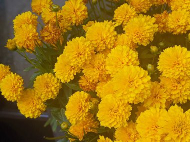 Sarı kasımpatı çalıları bir bitki yuvasında ya da bahçede. Sarı çiçekli arka plan. Üst görünüm.