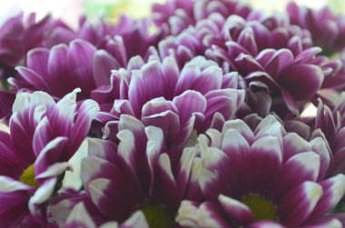 Sonbahar buketinde Burgundy ve beyaz kasımpatı çiçeklerine yakın çekim