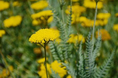 Parkta bol sarı süslemeli Achillea Millefolium Terracotta var. Parlak arka plan tasarımı. Bahçe merkezi ya da bitki yetiştirme merkezi. Yakın plan. Kır çiçekleri.