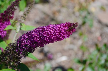 Buddleja Davidii: Kelebekler için mor ve mor renkli bir çiçek ve hoş kokulu bir tat. Yaz mevsiminde kelebek çalısı.