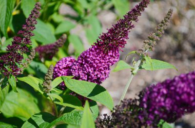 Buddleja Davidii: Kelebekler için mor ve mor renkli bir çiçek ve hoş kokulu bir tat. Yaz mevsiminde kelebek çalısı.