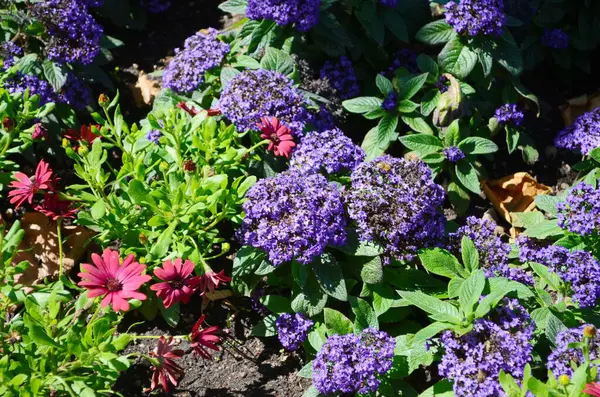 Heliotropium ağaçlarının mor çiçekleri, genellikle bahçelerde yetişen süs bitkileri.