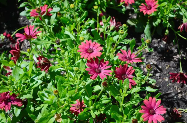 Heliotropium ağaçlarının mor çiçekleri, genellikle bahçelerde yetişen süs bitkileri.