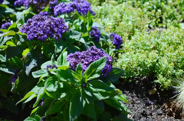 Heliotropium ağaçlarının mor çiçekleri, genellikle bahçelerde yetişen süs bitkileri.