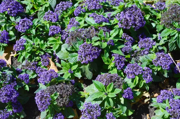 Heliotropium ağaçlarının mor çiçekleri, genellikle bahçelerde yetişen süs bitkileri.