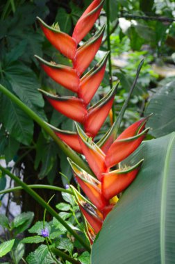 Güzel helikonya bihai süs çiçeği bitkisi yakın çekim