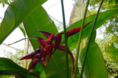Tropikal helikon çiçeği Heliconia Bölgesi