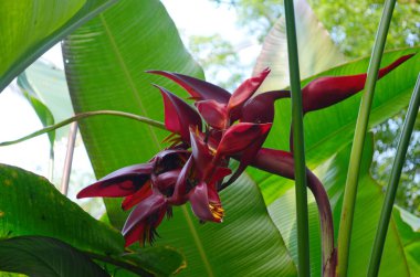 Tropikal helikon çiçeği Heliconia Bölgesi