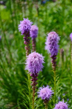 Canlı Mor Alevli Yıldız Kümesi Liatris Spicata Çiçekleri Verimli Yeşil Bahçede Uzun Duruyor