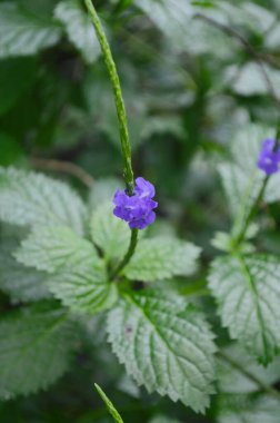 Stachytarpheta Urticifolia Bitkisinin yakın çekim görüntüsü