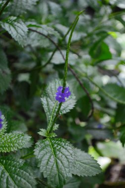 Stachytarpheta Urticifolia Bitkisinin yakın çekim görüntüsü